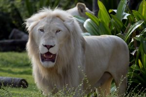 big, Cats, Lions, Animals, Wallpapers
