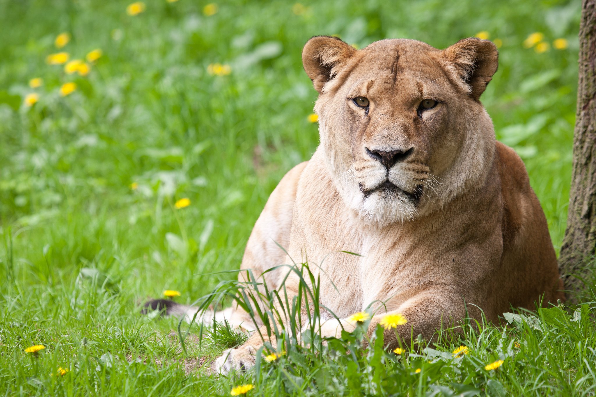 lions, Grass, Animals, Wallpapers Wallpaper