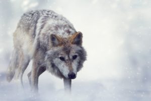 wolves, Animals, Wallpapers