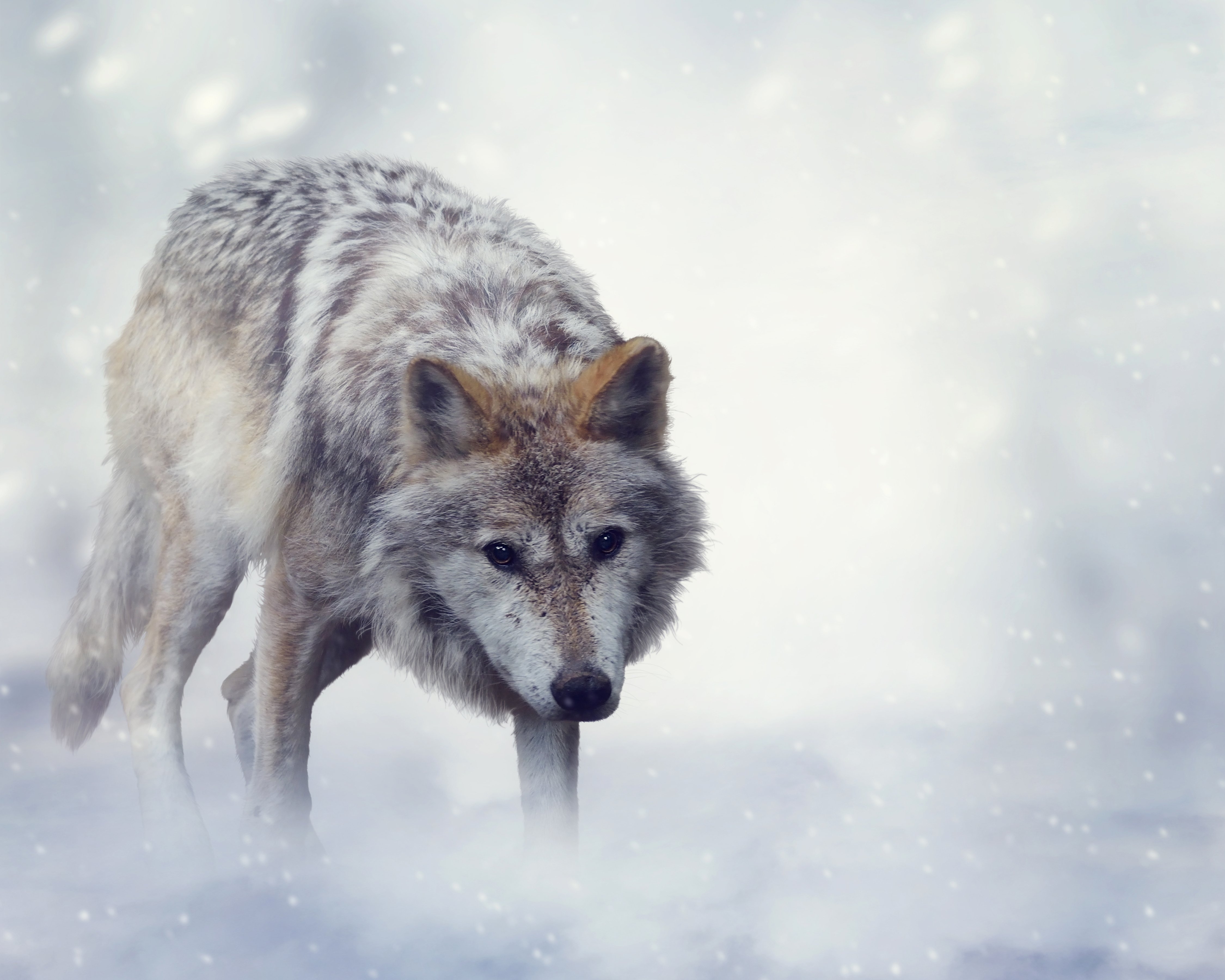 wolves, Animals, Wallpapers Wallpaper