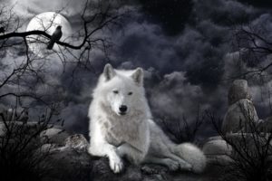 wolves, Moon, Night, White, Animals, Fantasy, Wallpapers