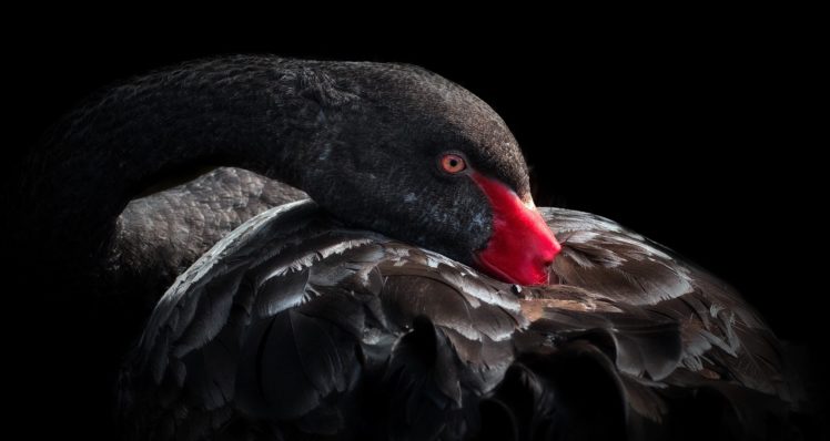 swans, Birds, Black, Animals, Wallpapers HD Wallpaper Desktop Background