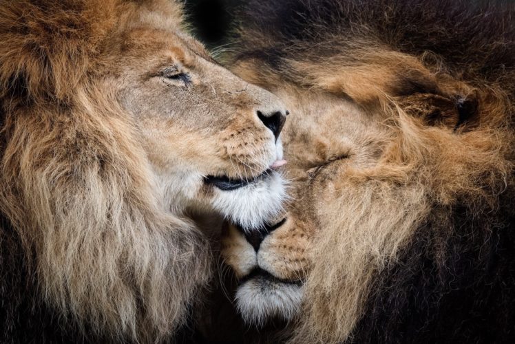 lions, Two, Animals, Wallpapers HD Wallpaper Desktop Background