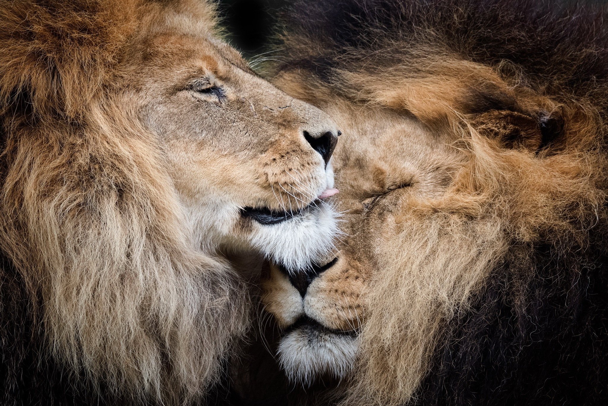 lions, Two, Animals, Wallpapers Wallpaper
