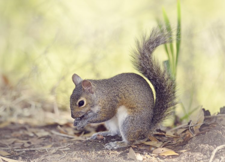 squirrels, Animals, Wallpapers HD Wallpaper Desktop Background