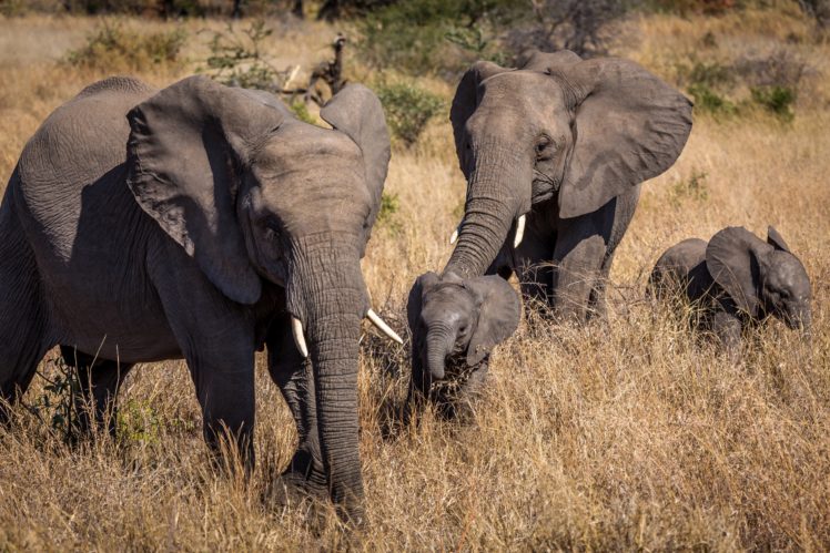 elephants, Cubs, Grass, Animals, Wallpapers Wallpapers HD / Desktop and ...