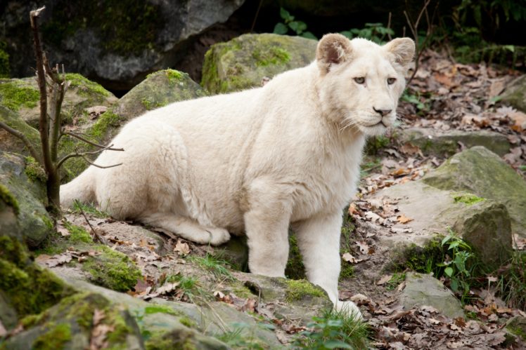 lions, Cubs, White, Animals, Wallpapers HD Wallpaper Desktop Background