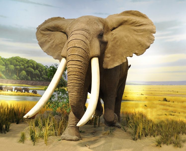 elephants, Animals, Wallpapers HD Wallpaper Desktop Background