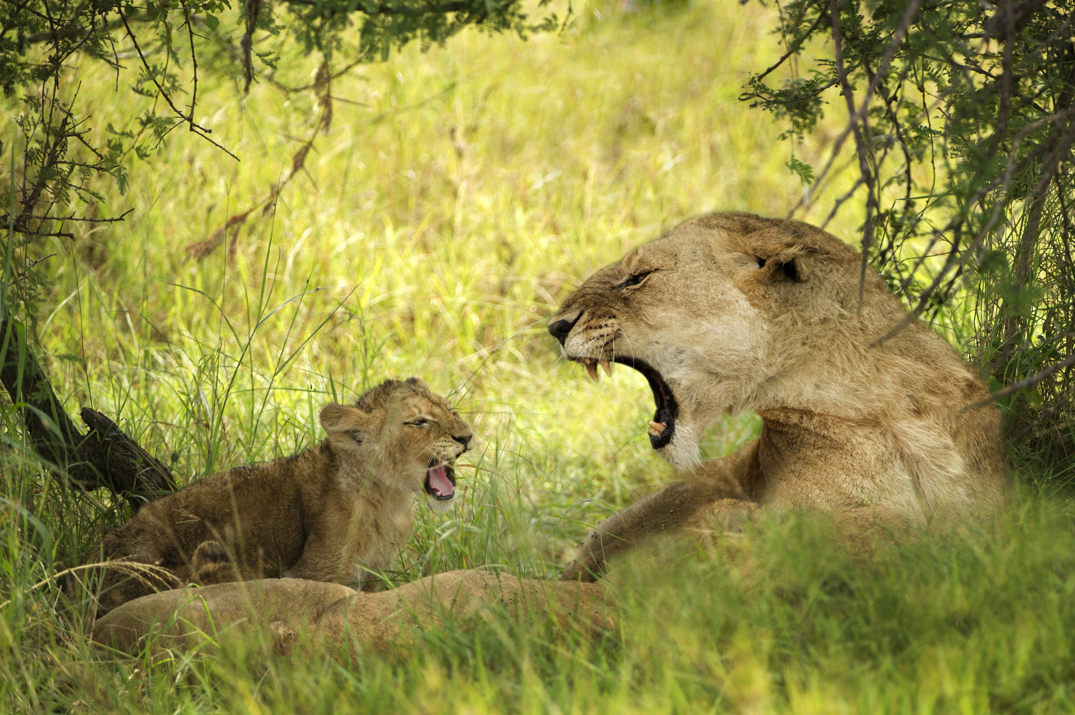 lions, Cubs, Two, Animals, Wallpapers Wallpaper