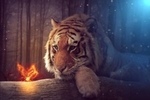 tigers, Butterflies, Glance, Fantasy, Animals, Wallpapers