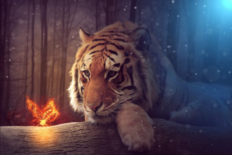 tigers, Butterflies, Glance, Fantasy, Animals, Wallpapers HD Wallpaper Desktop Background