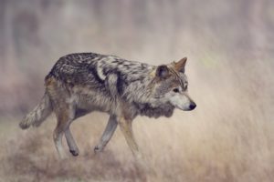 wolves, Animals, Wallpapers