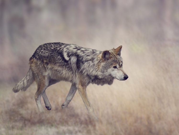 wolves, Animals, Wallpapers HD Wallpaper Desktop Background
