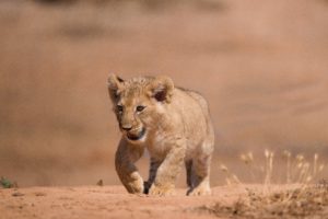 lions, Cubs, Animals, Wallpapers