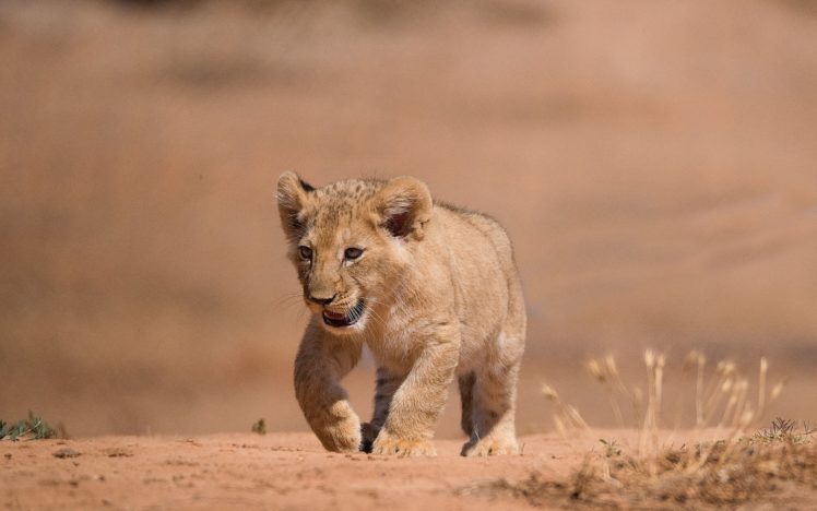 lions, Cubs, Animals, Wallpapers HD Wallpaper Desktop Background