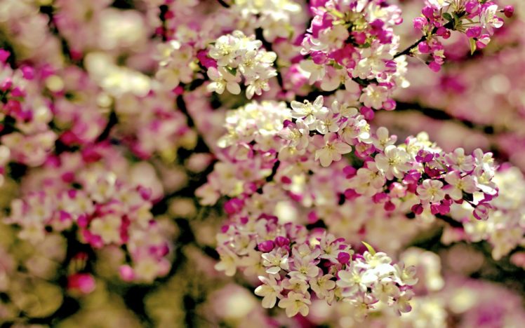 trees, Flowers, Depth, Of, Field HD Wallpaper Desktop Background