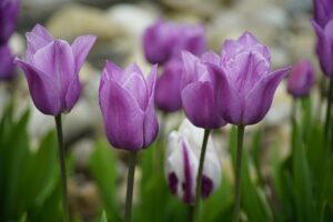 Tulips, Violet Tulips, Beautiful Flowers, Flower Background, Flower Wallpaper, Blossom, Field, Nature, Bloom, Spring, Flowers