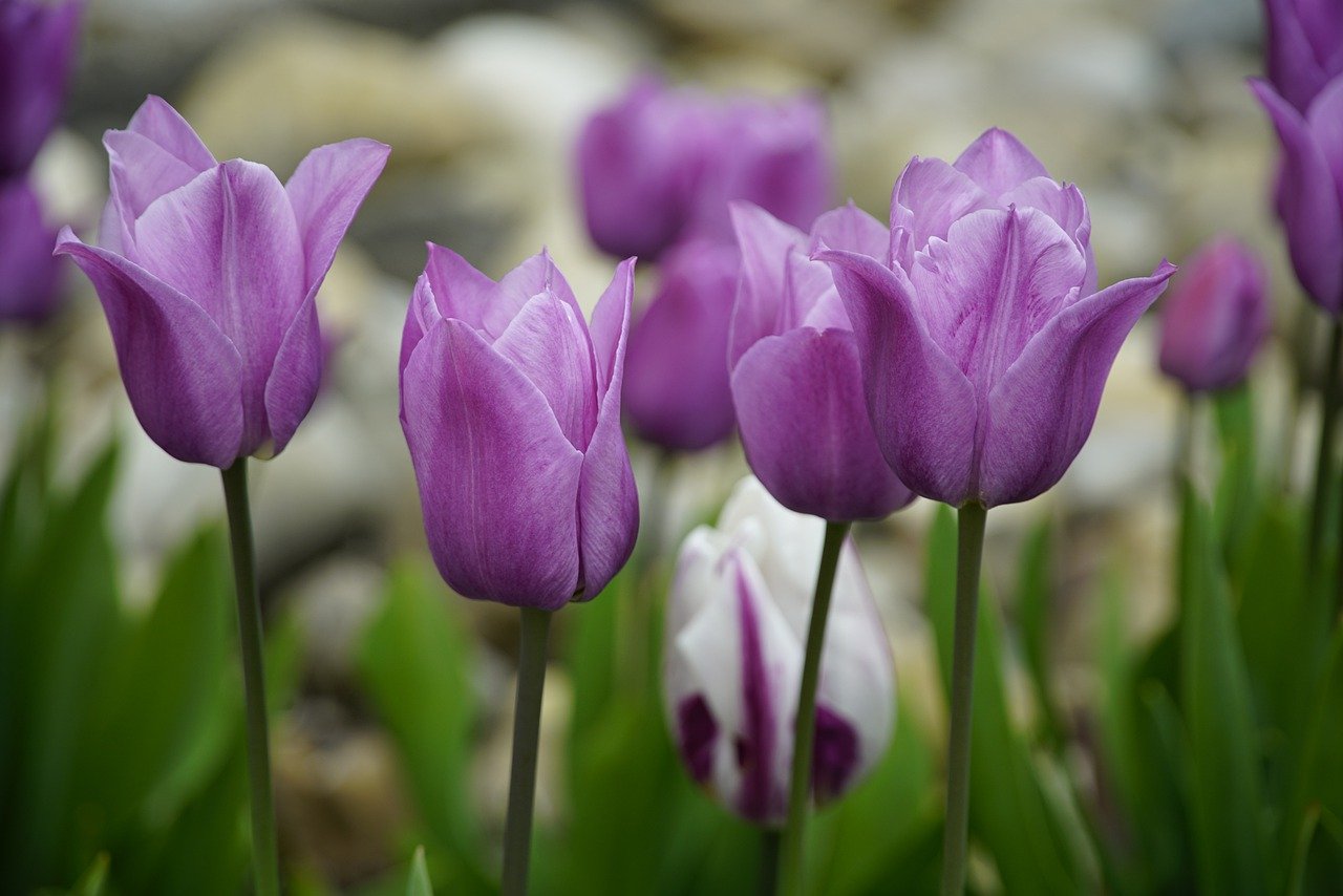 Tulips, Violet Tulips, Beautiful Flowers, Flower Background, Flower Wallpaper, Blossom, Field, Nature, Bloom, Spring, Flowers Wallpaper